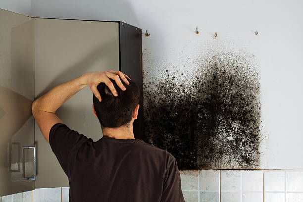 Mold Odor Removal Services